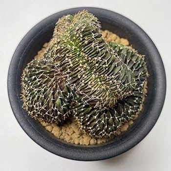 【抜き苗】 16株セット　ギムノカリキウム　フリードリッヒ　LB2178　実生 LB2178綴化 多肉植物 サボテン ギムノカリキウムフリードリッヒ